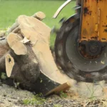 Key Factors Supporting Better Stump Grinding Service Selection Decisions