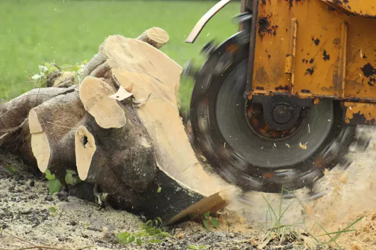 Key Factors Supporting Better Stump Grinding Service Selection Decisions